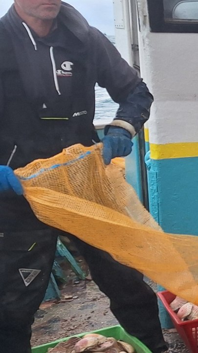 Pêche coquilles Saint-Jacques baie de Saint-Brieuc