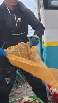 Pêche coquilles Saint-Jacques baie de Saint-Brieuc