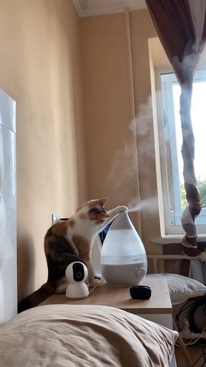 "Who needs TikTok when you've got cats like this? "