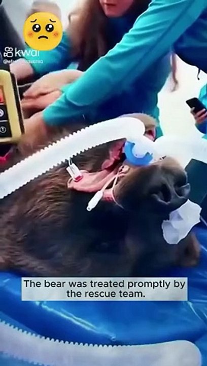 The Man Saved BEAR #shorts #respectshorts #viralvideo #animals #bear #trending