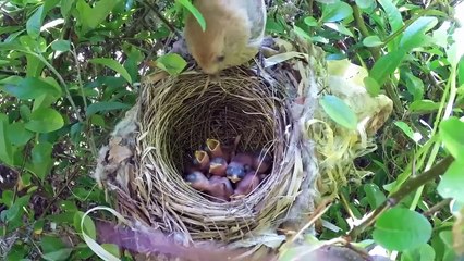 Bird hatching and brooding (HD)(720P_HD)