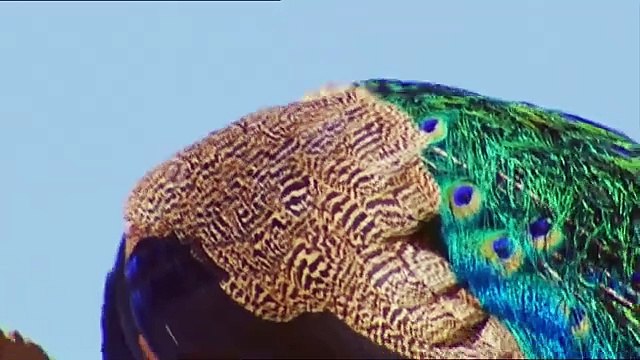 Les Cavaliers d'Afrique _ Voyage au Coeur des Légendes Équestres - Documentaire