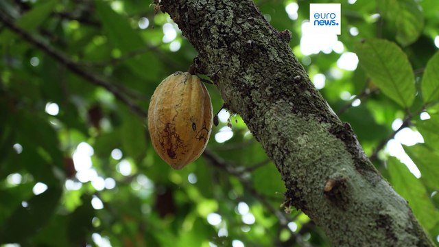 La Commissione europea rinvia di un anno la legge sulla deforestazione dopo le proteste dei partner globali