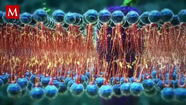 ¿Cuál es el aroma a ‘viejito’? Esta es la hormona que lo provoca y la explicación del porqué