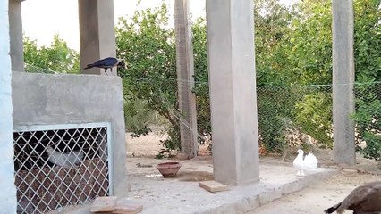 Very beautiful bird's watch complete enjoy