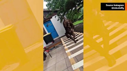 Video tallentaa koiran vaikuttavan akrobatialuennon