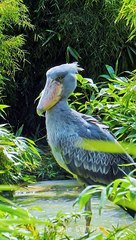 Shoebill Stork: The Ultimate Dinosaur Vibe #shoebillstork #majesticbird #birdofprey