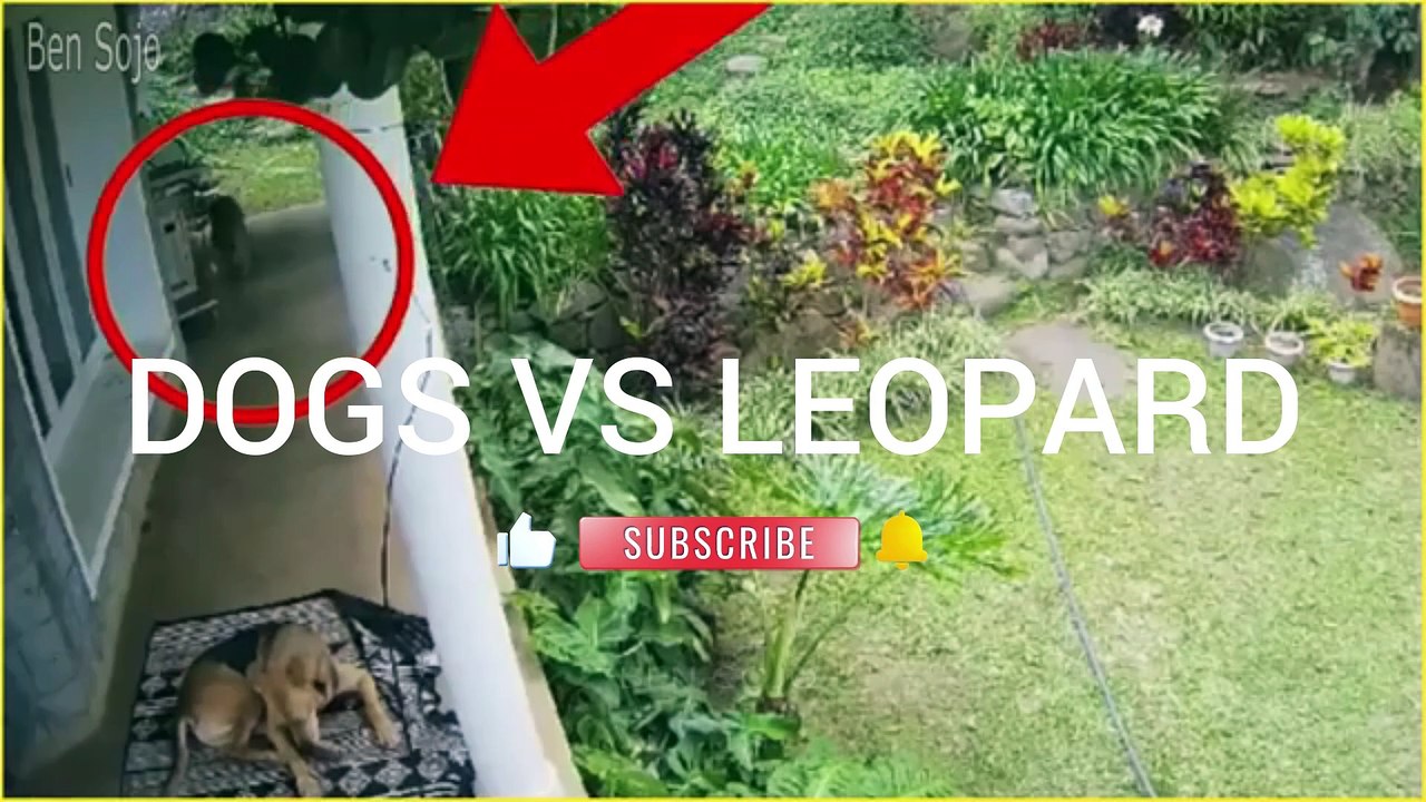 DOGS VS LEOPARD