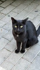 Beautiful Black Cat Eyes