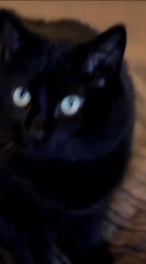 the cutest black cat with beautiful eyes