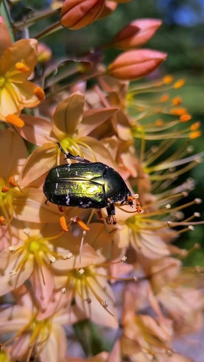 animal in flower