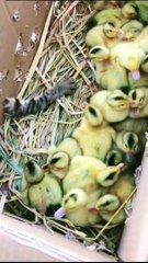 When Pets Get Funny: Hilarious Moments You Can't Miss!