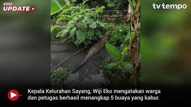 Tembok Penangkaran Buaya di Cianjur Berisi 80 Ekor Jebol, Kabur ke Pemukiman Warga