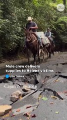 Volunteers on mules deliver insulin to Helene victim in North Carolina #Shorts