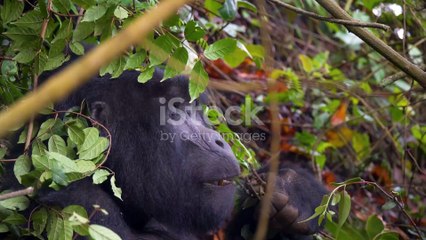 10 Fun Facts About Uganda You Didn't Know!