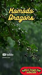 Animal Facts        Komodo Dragons          #shorts