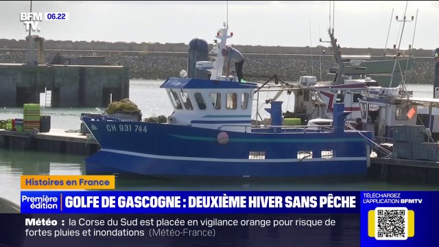 Les bateaux de pêche de plus de huit mètres interdits dans le golfe de Gascogne pour protéger les dauphins pendant un mois cet hiver