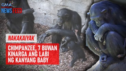 Chimpanzee, 7 buwan kinarga ang labi ng kanyang baby | GMA Integrated Newsfeed