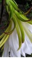 Flower of  the Dragon fruit plant in our garden