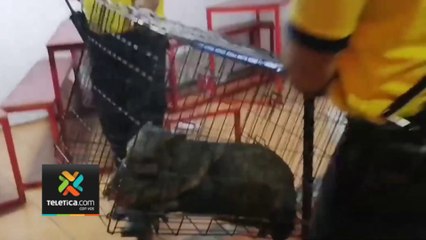 tny7-SINAC confirmó muerte de uno de los dos saínos capturados en Pérez Zeledón-