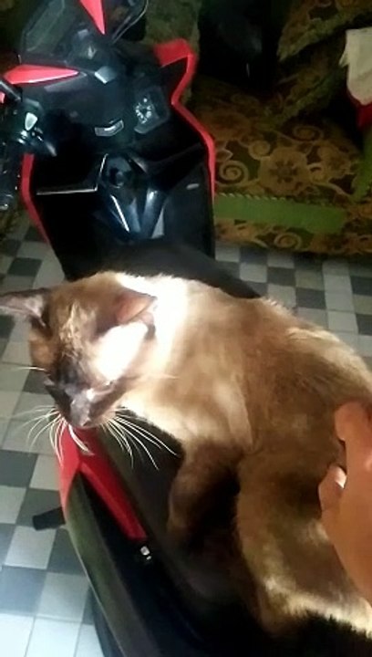 Cat#yoyo*