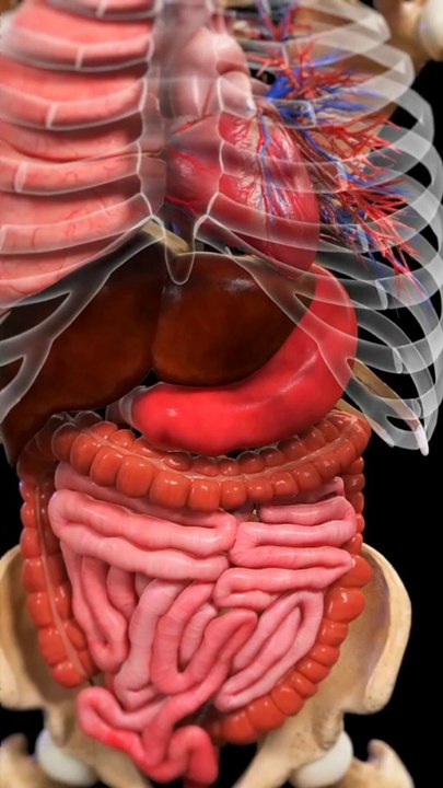 How to move undigested food in our large intestine|how our intestines keep things moving#viral#short