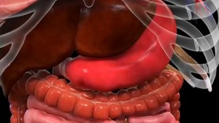 How to move undigested food in our large intestine|how our intestines keep things moving#viral#short