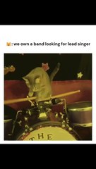 Cat Music Band 🎶