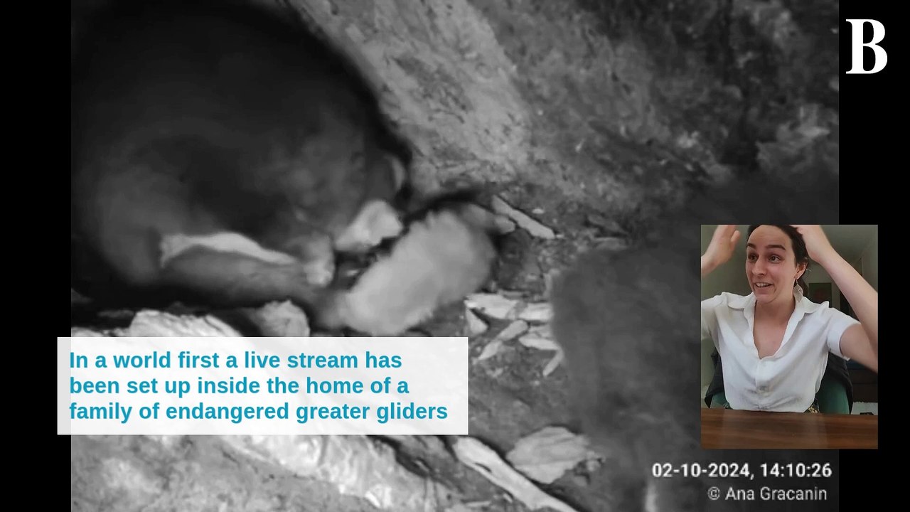 World first live stream inside tree hollow home of greater glider family