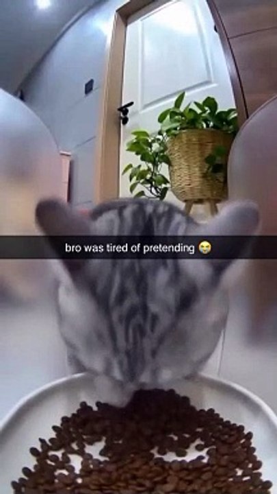 Cat agent
