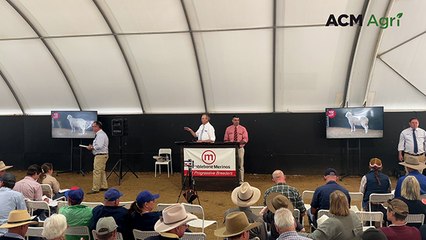 Mumblebone Merinos | The Land