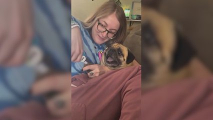 Piden el Oscar honorífico para este perro por su increíble interpretación cuando le cortan las uñas