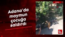 Adana'da maymun çocuğa saldırdı