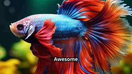 "Do Betta Fish Really Fight ?" -  The Truth Revealed !