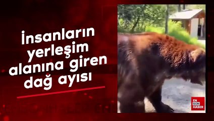 İnsanların yerleşim alanlarına giren dağ ayısı görüntülendi