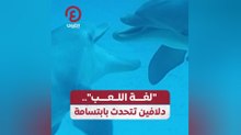 "لغة اللعب" دلافين تتحدث بابتسامة