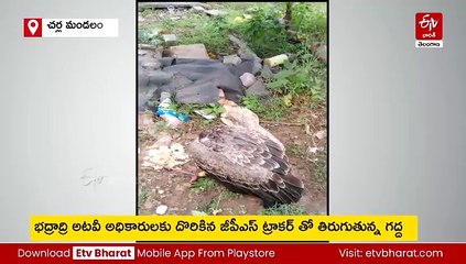 జీపీఎస్, కెమెరాలతో గద్ద సంచారం - ఎట్టకేలకు పట్టుకున్న అటవీ అధికారులు