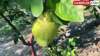 Yozgat'ta Meyve Bahçeleri Artıyor