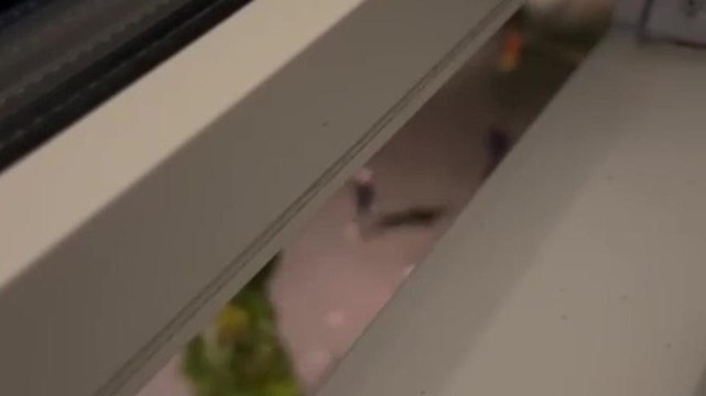 Roma, botti sotto l'hotel. I tifosi dell'Elfsborg rovinano la notte ai giallorossi