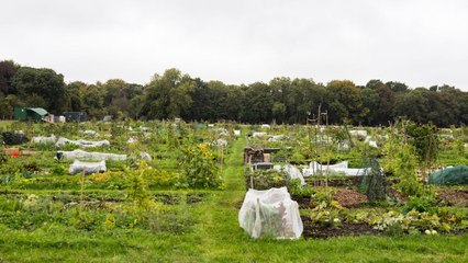 First no-dig allotment criticized by celebs 'breaks planning laws' with new road