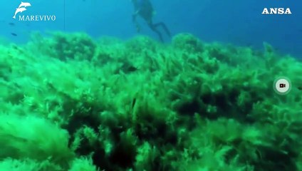 Le Vie dei Tesori, a Sciacca visita virtuale a "Ferdinandea"