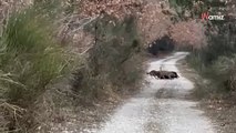 Dramatyczna scena. Zwykły spacer z psem zamienił się w okrutny spektakl natury (video)