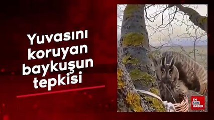 Yuvasını korumaya çalışan bir baykuşun ürkütücü tepkisi