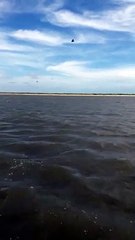 Deux magnifiques dauphins s'approchent rapidement d'une personne en train de filmer un pélican ! Ne manquez pas ce spectacle incroyable !