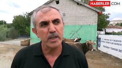 Ahırdan gelen seslere koştu, ineğinin doğurduğu buzağıyı görünce şoke oldu