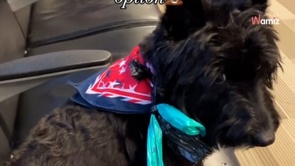 Owners forget dog's lead at airport; their hilarious plan B saves the day (video)