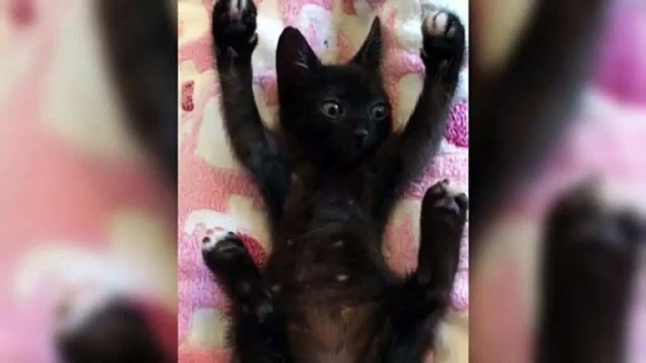 cats cuteness