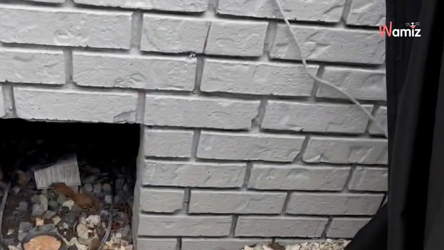 Video. Sente dei “miagolii” provenire dal suo parquet, ma non hanno niente a che vedere con i gatti!