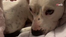 Video. Trova una Pitbull davanti alla porta e la ospita per la notte: il seguito non lo aveva messo in conto