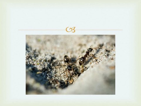 Safeguard Your Home Termite Treatment and Pest Control in Penrith